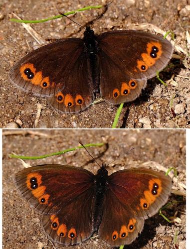 Erebia meolans